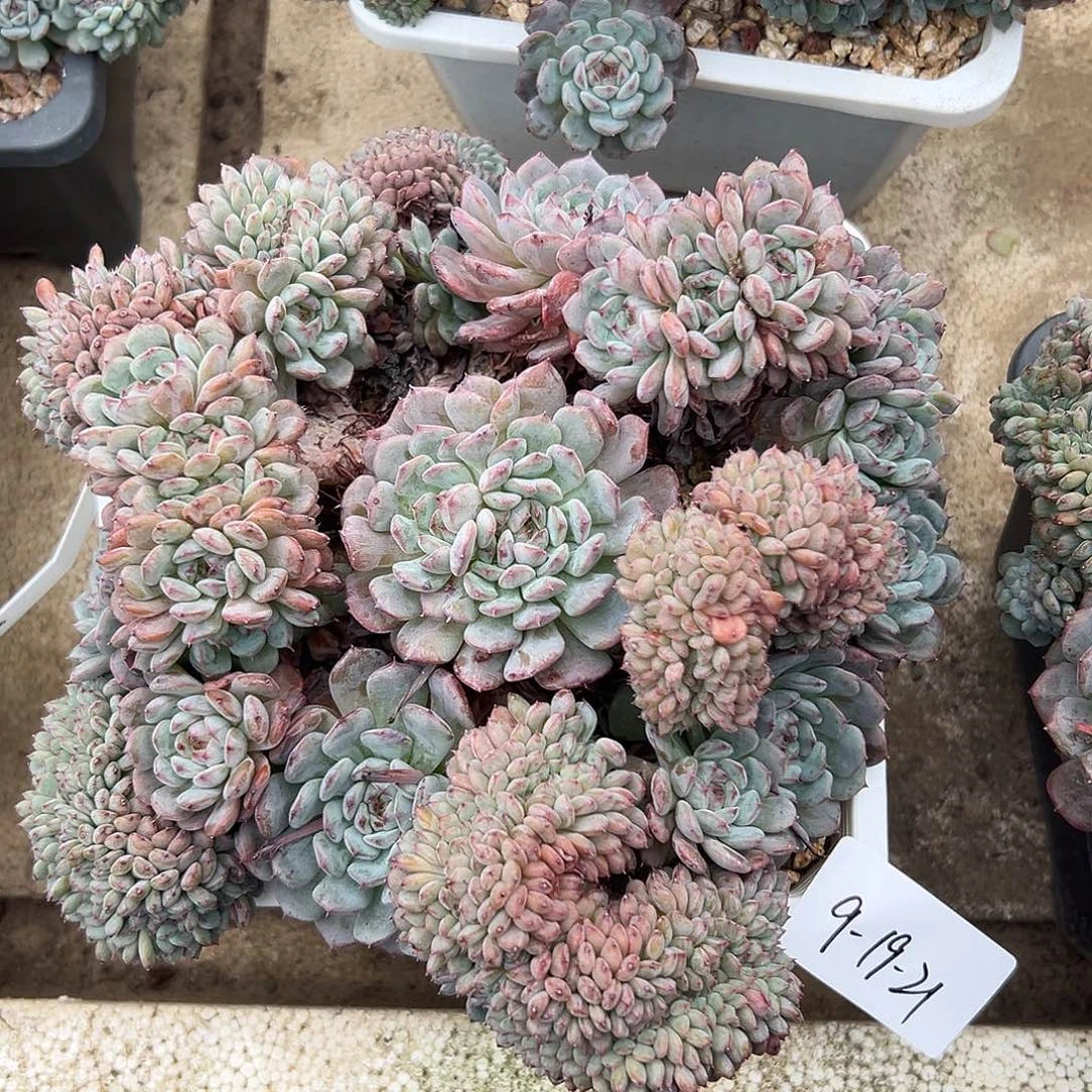 9-19-21白胖子缀多肉植物