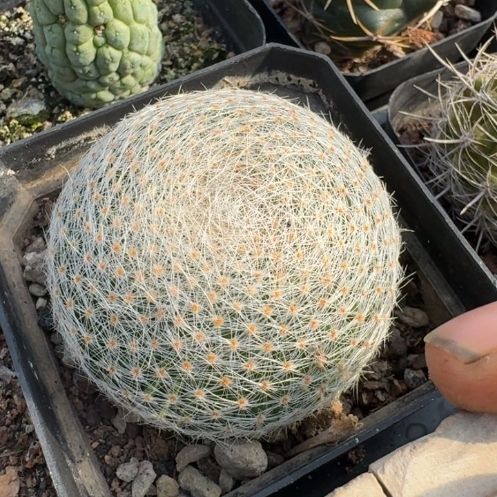 白绢实生仙人球小瑕疵