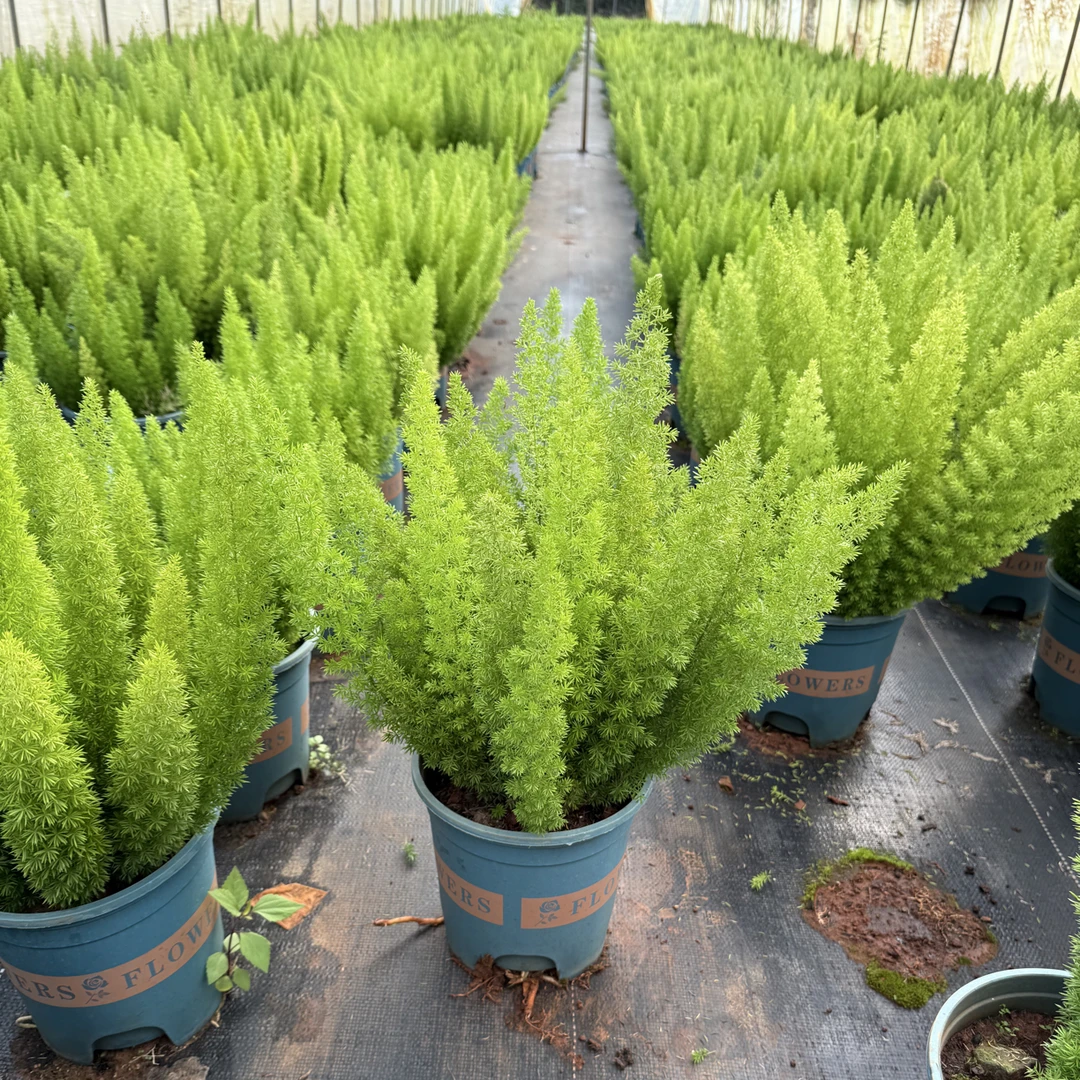 狐尾天门冬（两加仑盆）绿植盆栽多年生四季常青庭院阳台美观植物
