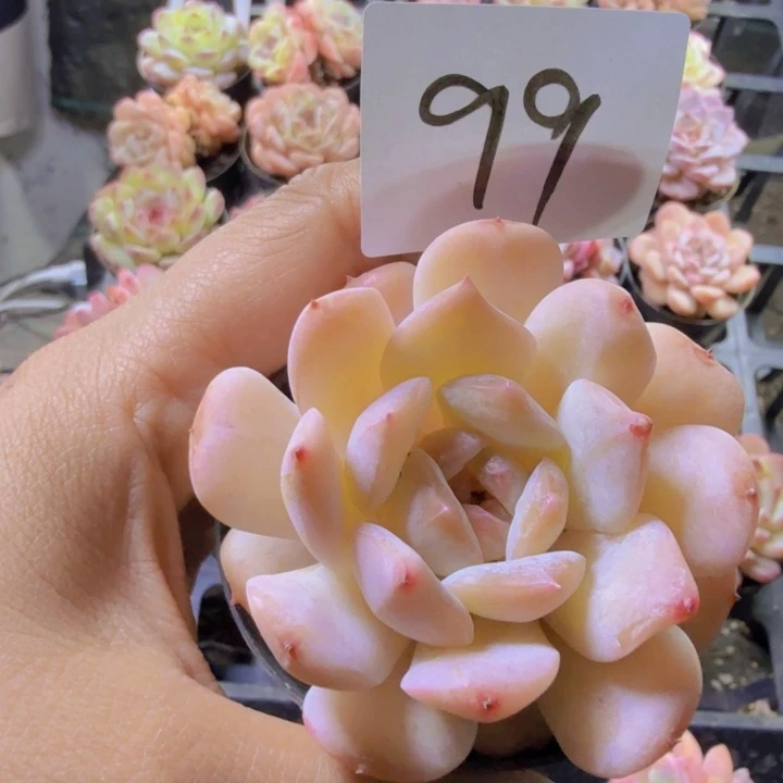 99.qqqqqqwwwqwqq