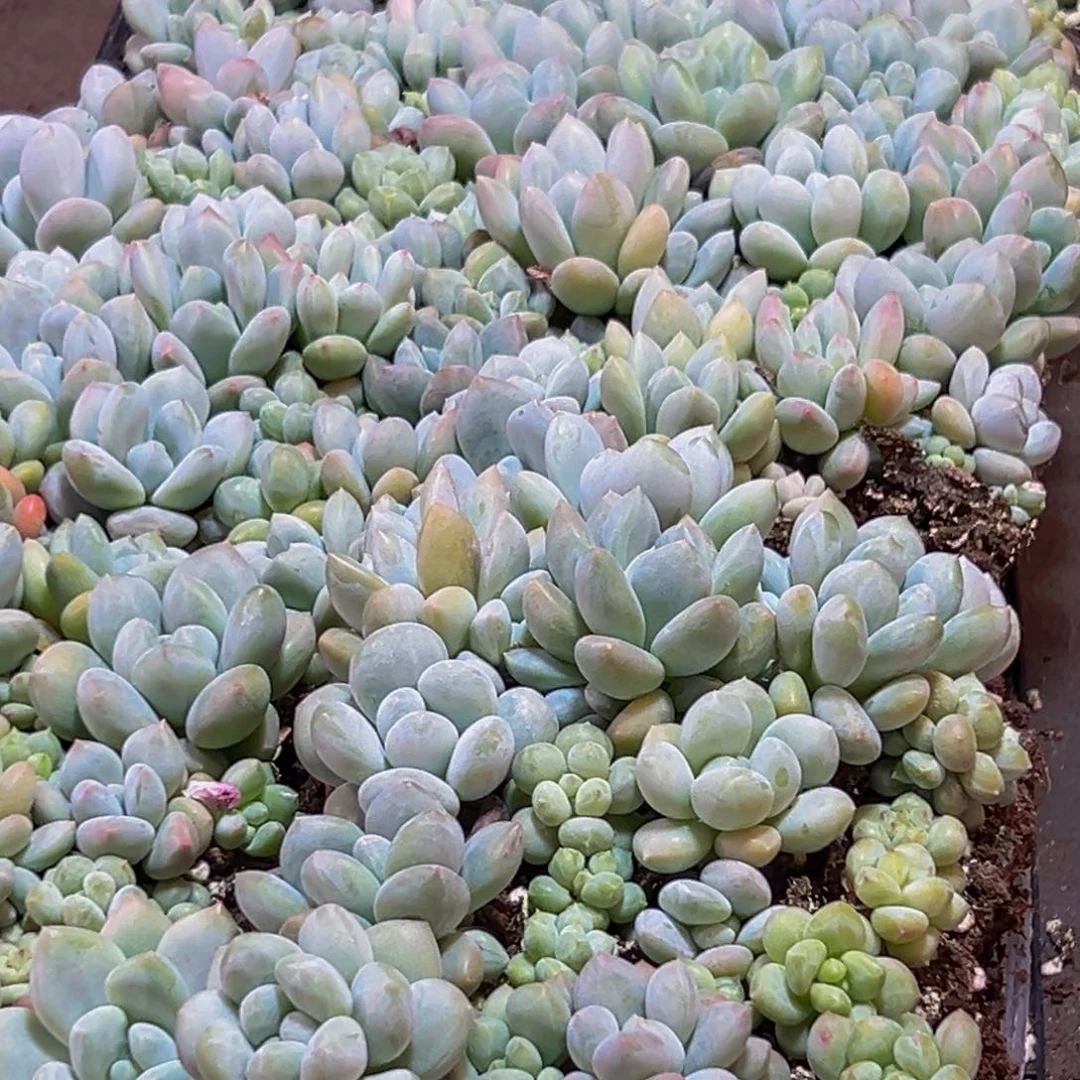 054多肉量拍一盒多肉多肉