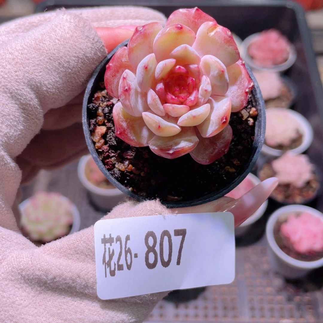 花利美26-807新品