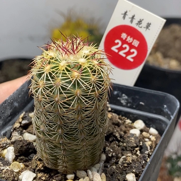 红刺青花虾一棵仙人球
