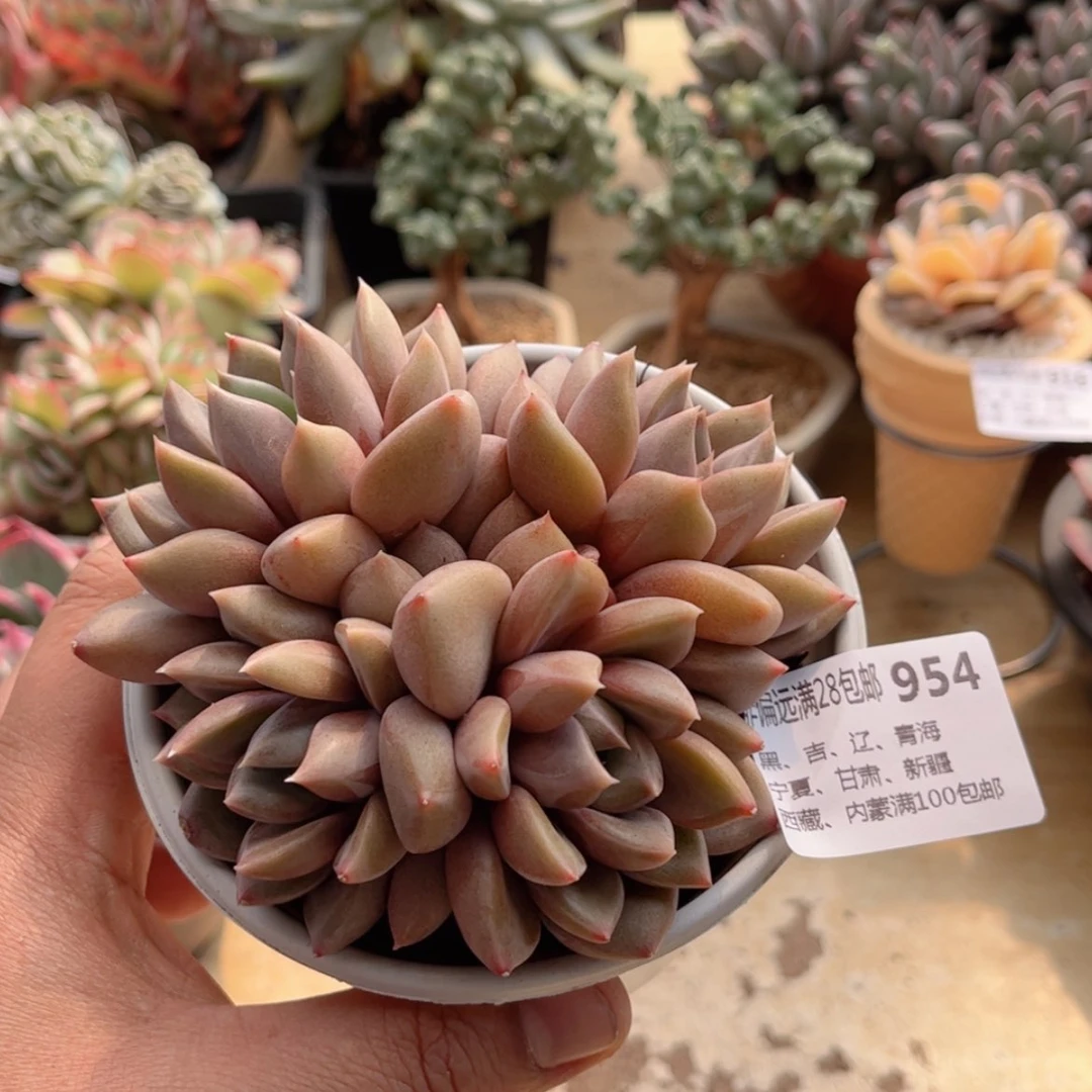 【闪购商品】954象牙