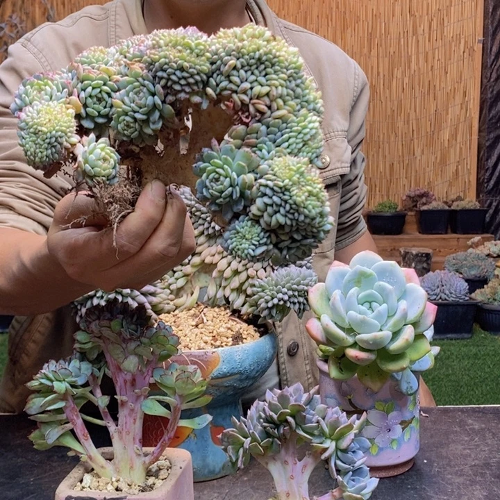 成***长378号白胖子多肉植物