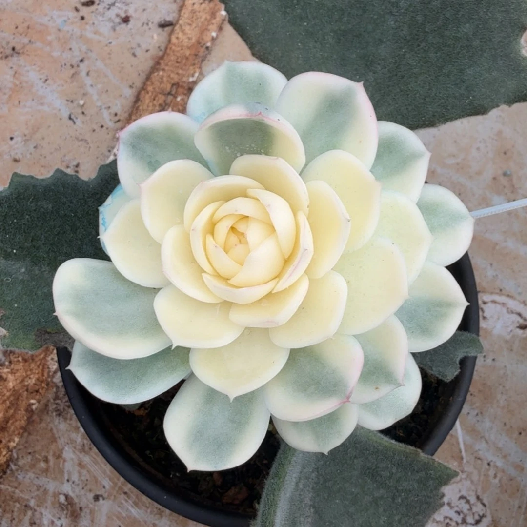 粉水晶锦一刻的推进