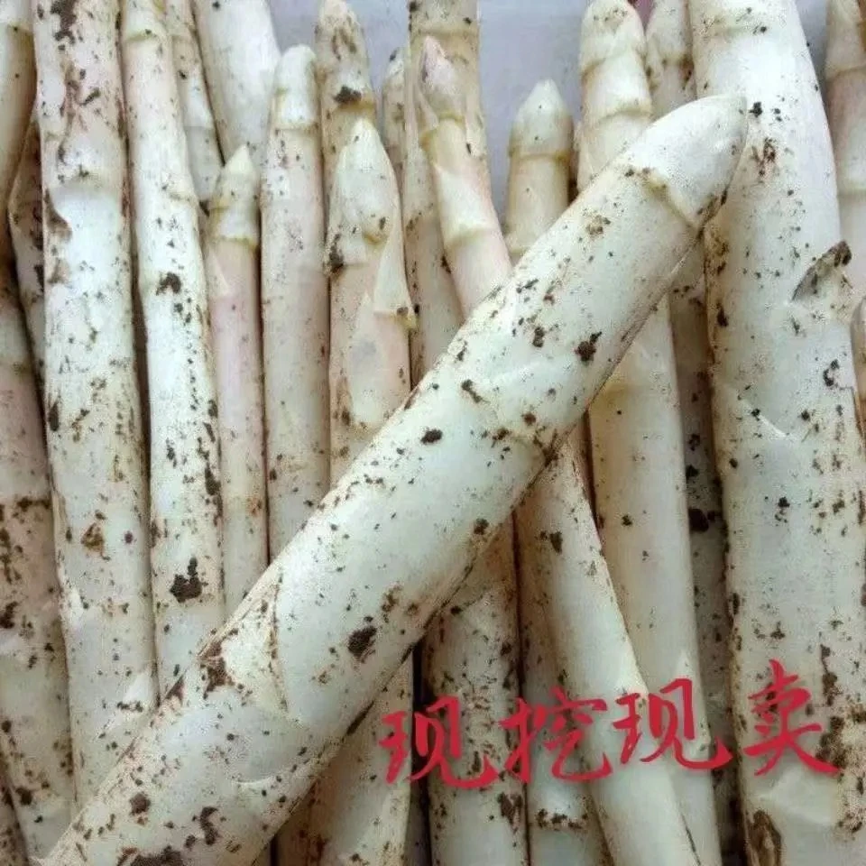 安丘白芦笋现挖新鲜发货2025最新鲜上市白芦笋新鲜现挖现发