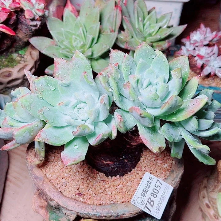 8057萨利纳仙女杯多肉