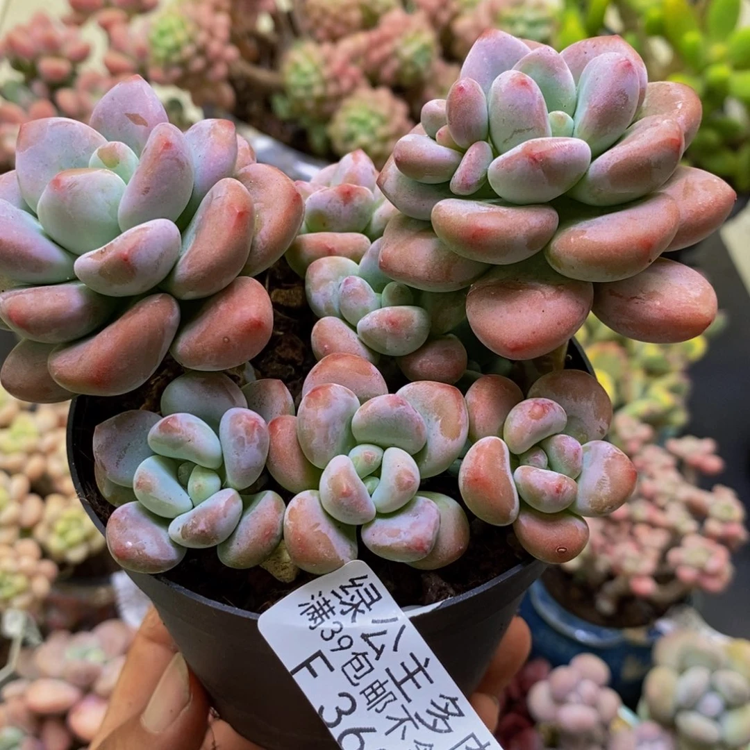 360樱花洛神9cm多肉