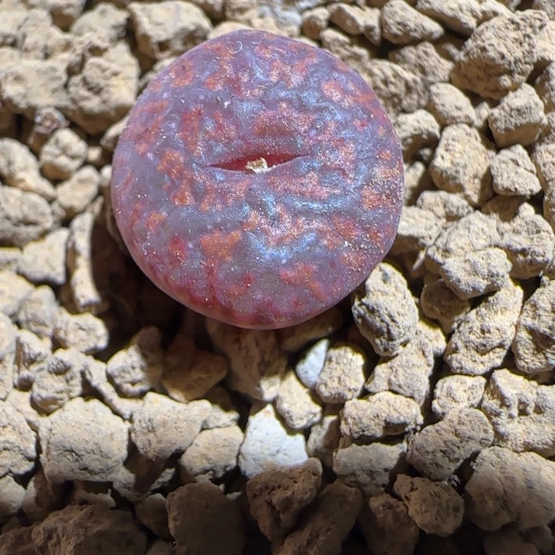 肉锥多肉植物组合-ap正红色酒红勋章1119