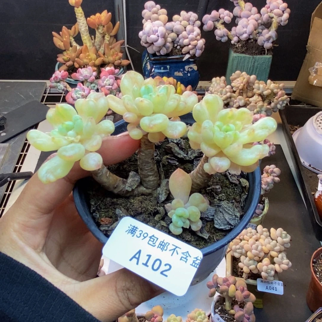 102比尔盖茨多肉7c m