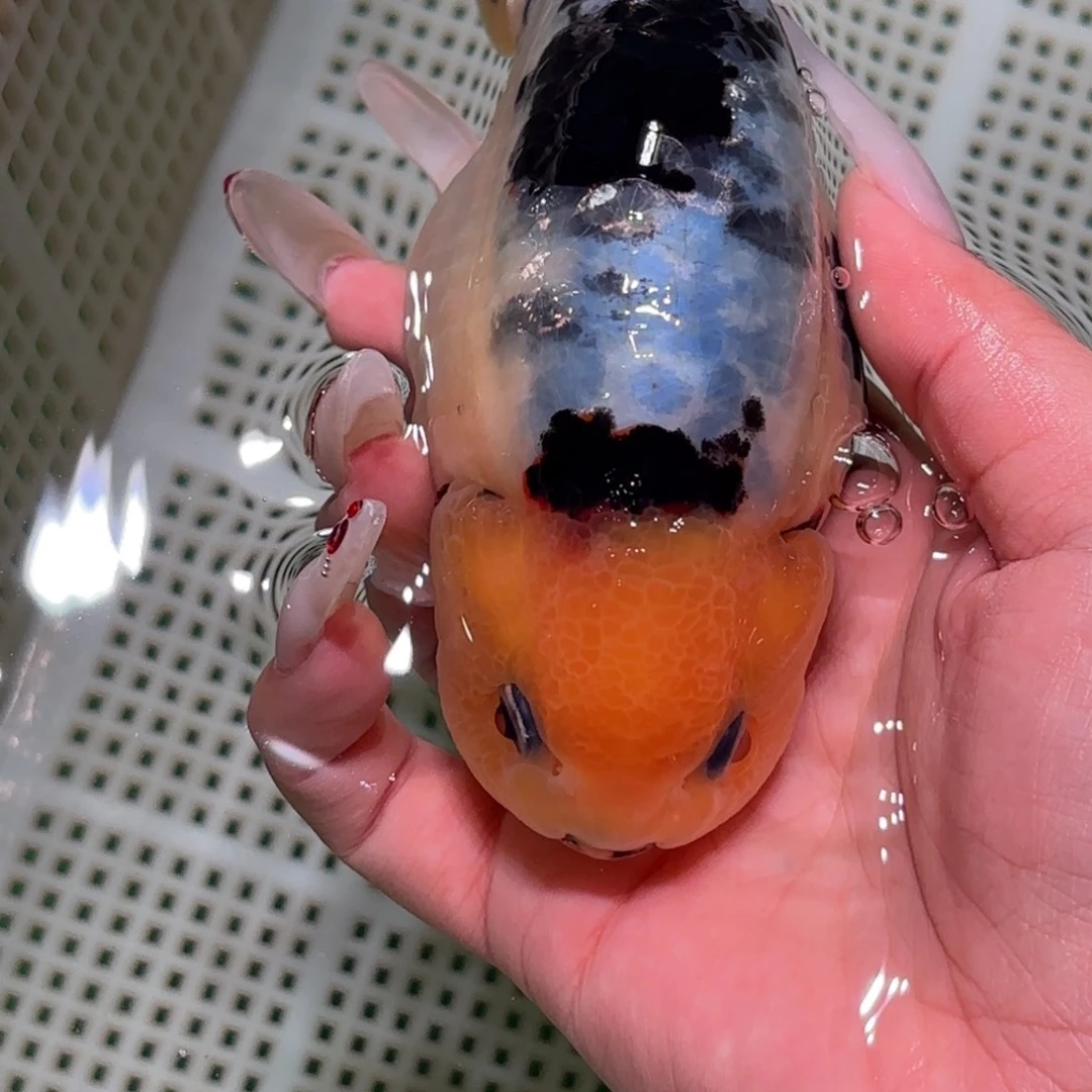 漫***推金鱼不拍包装运费到付，拍包装包邮