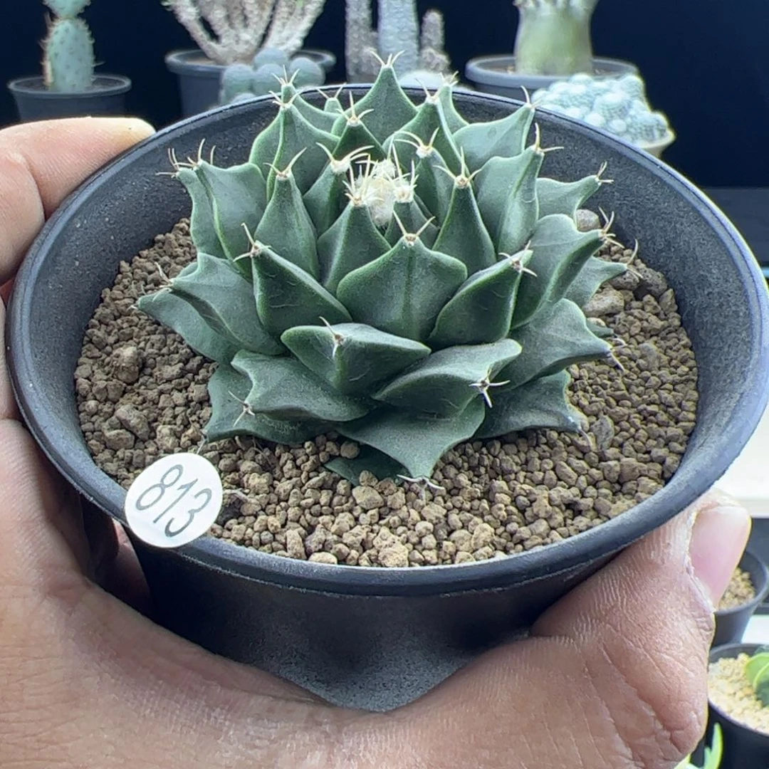 帝冠实生6.3一物一拍