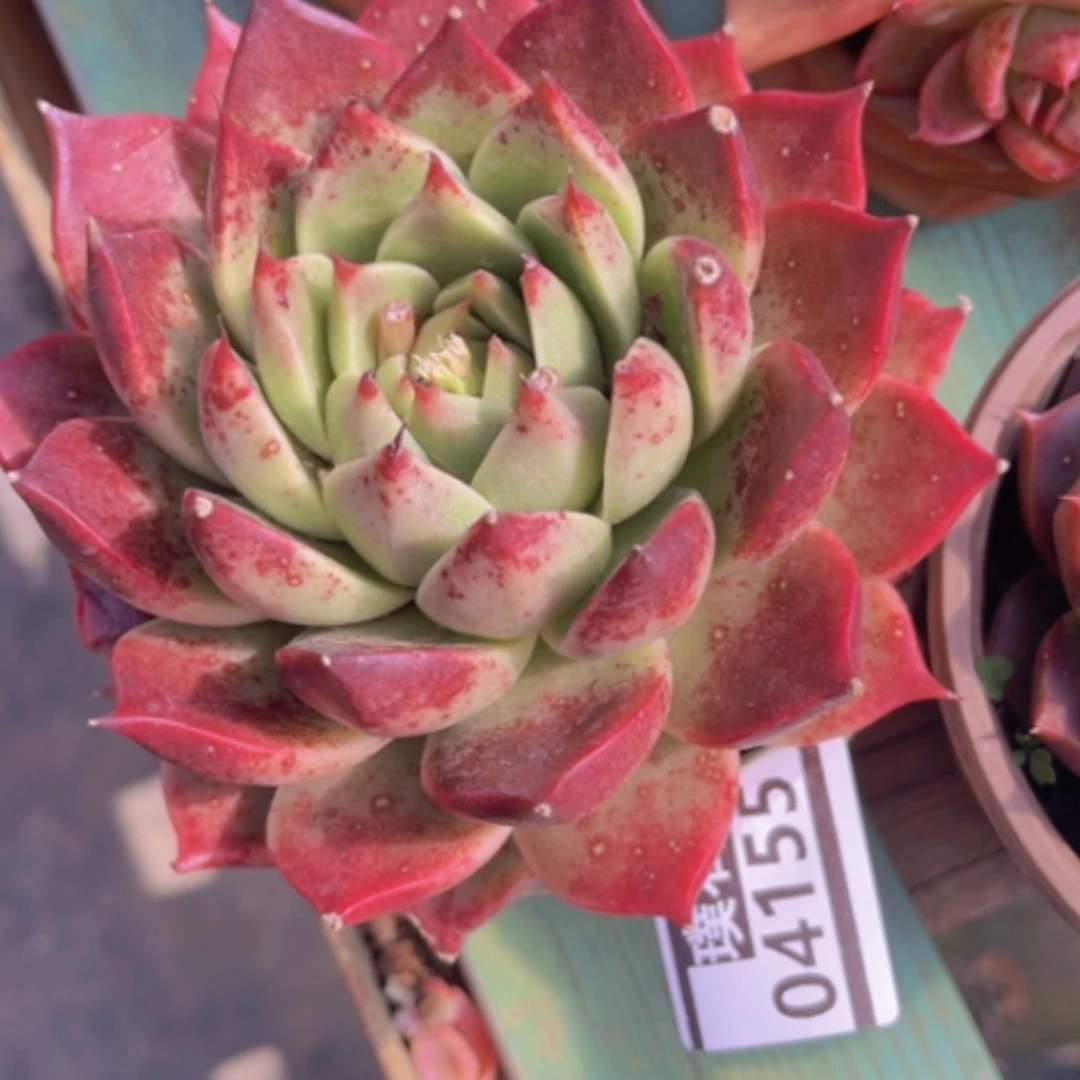 【闪购商品】东云杂04155