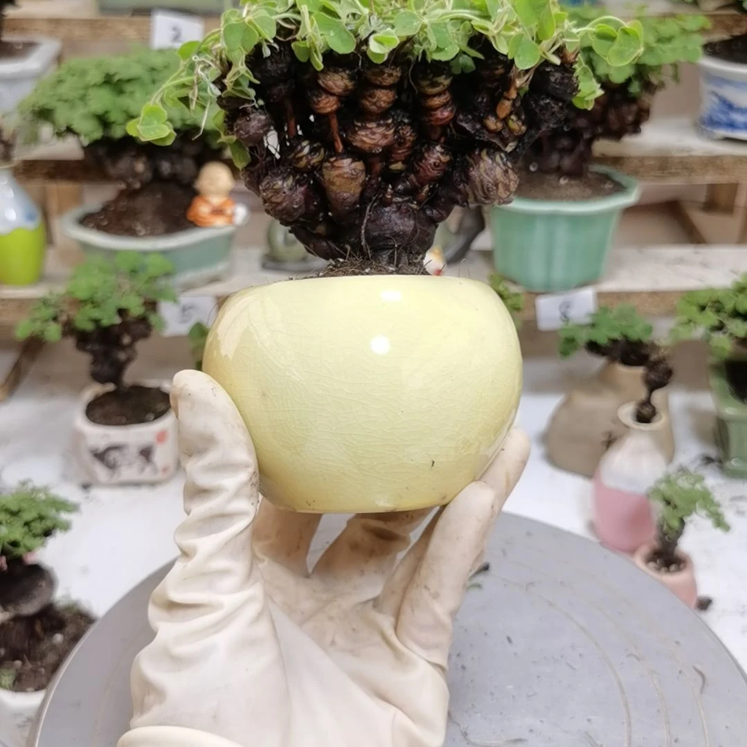 酢浆草一物一拍花盆