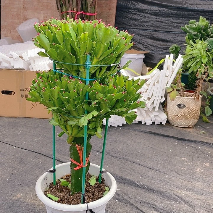 完全开放麒麟室内花卉