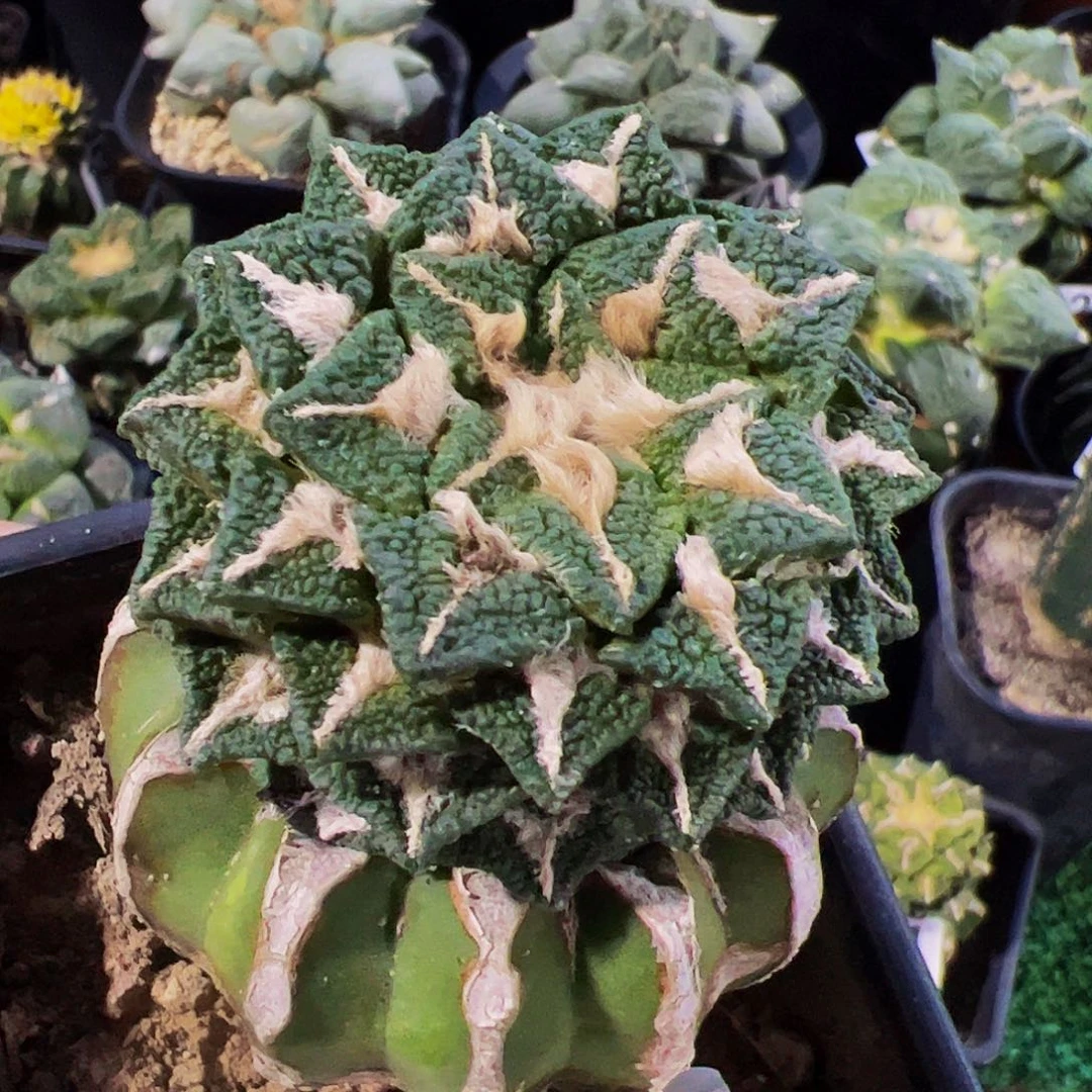 无花朵福利黑牡丹512