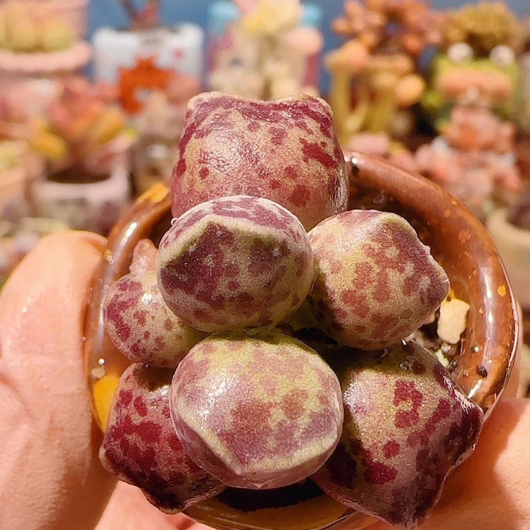 T猫耳海豹盆口2.5cm