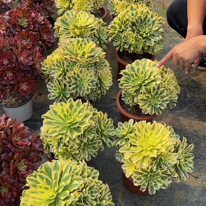 19.8绿豆沙一棵包邮