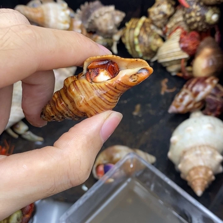 竞价竞价竞价竞价