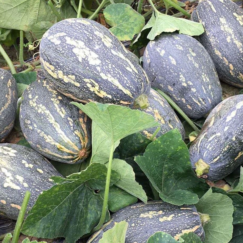 香芋南瓜苗 农家新鲜现摘南瓜粉糯板栗子味南瓜