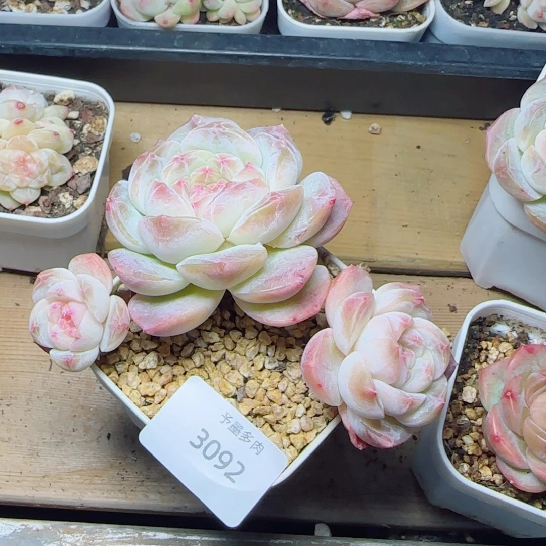 流心，3092多肉植物