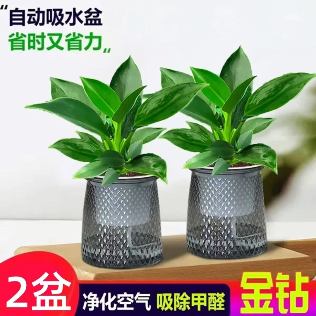 【拍一发二】金钻绿公主盆栽室内绿植吸甲醛净化空气四季常青好养