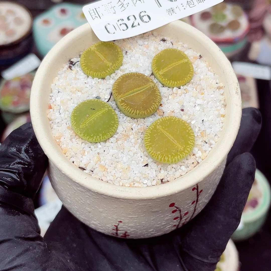 生石花18包邮0526-180