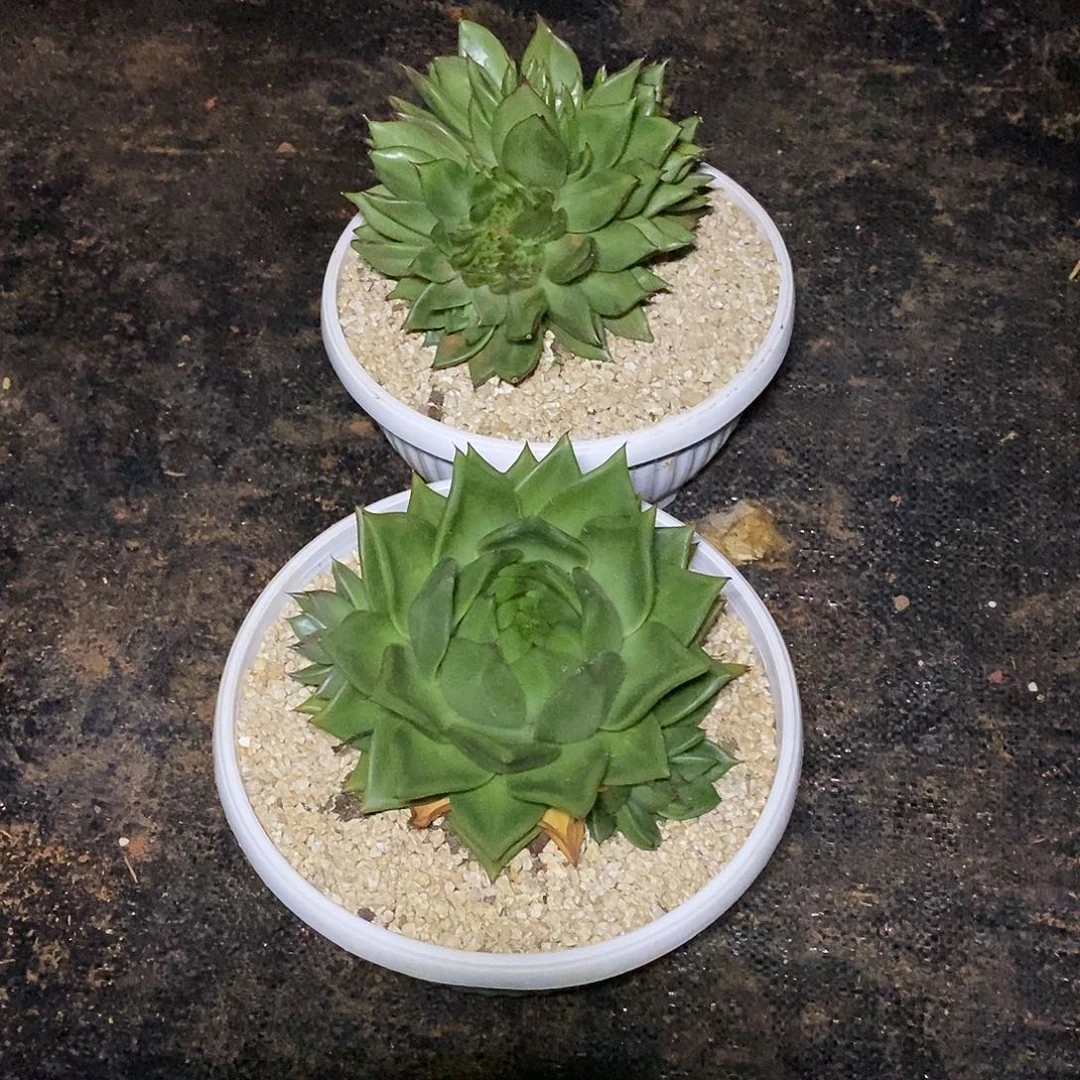 快***囚原始种桃子群和缀8