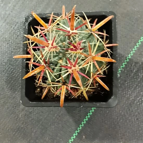 花花世界迷人眼球球好养活