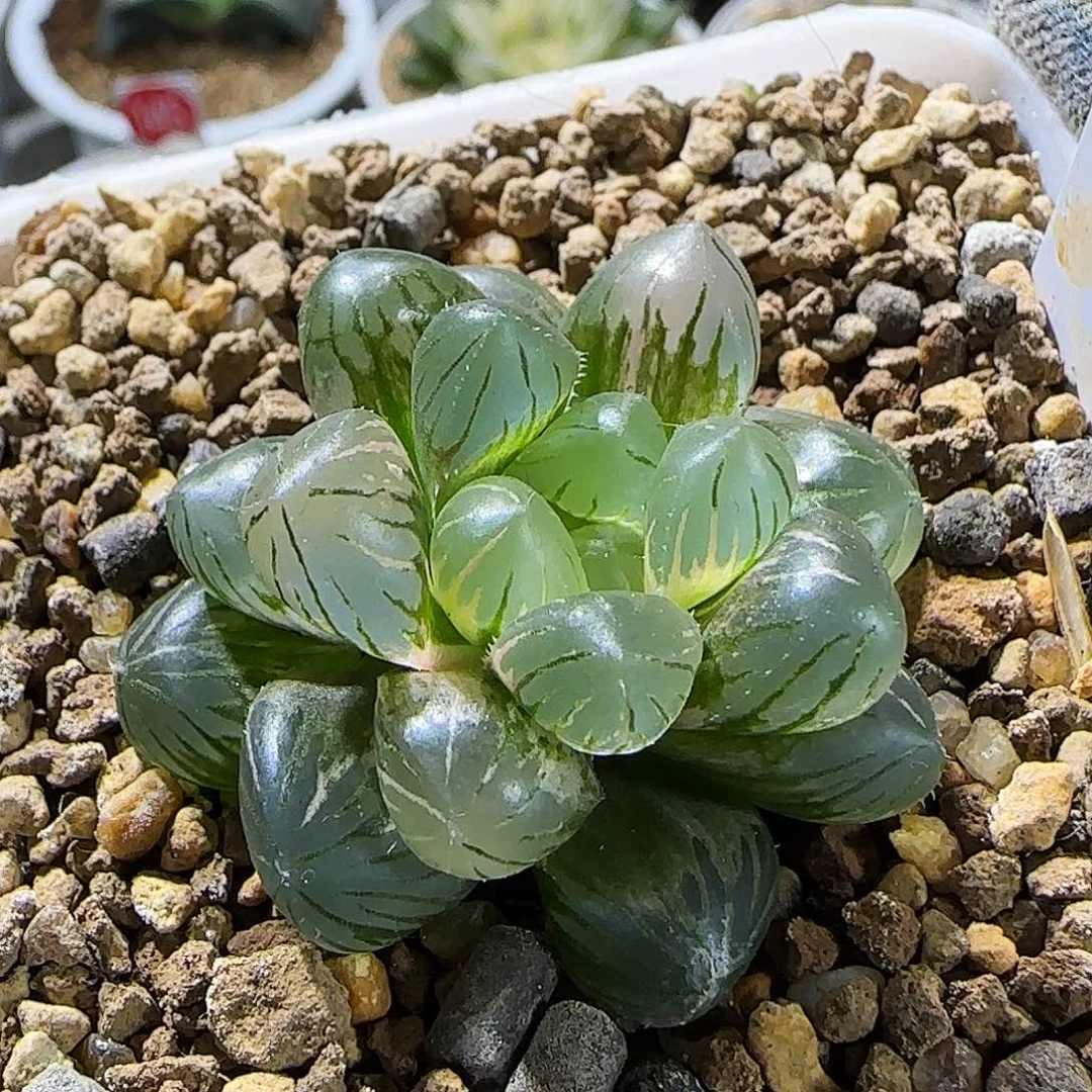 407号非组冰灯玉露锦 4 厘米左右一物一拍带盆发货