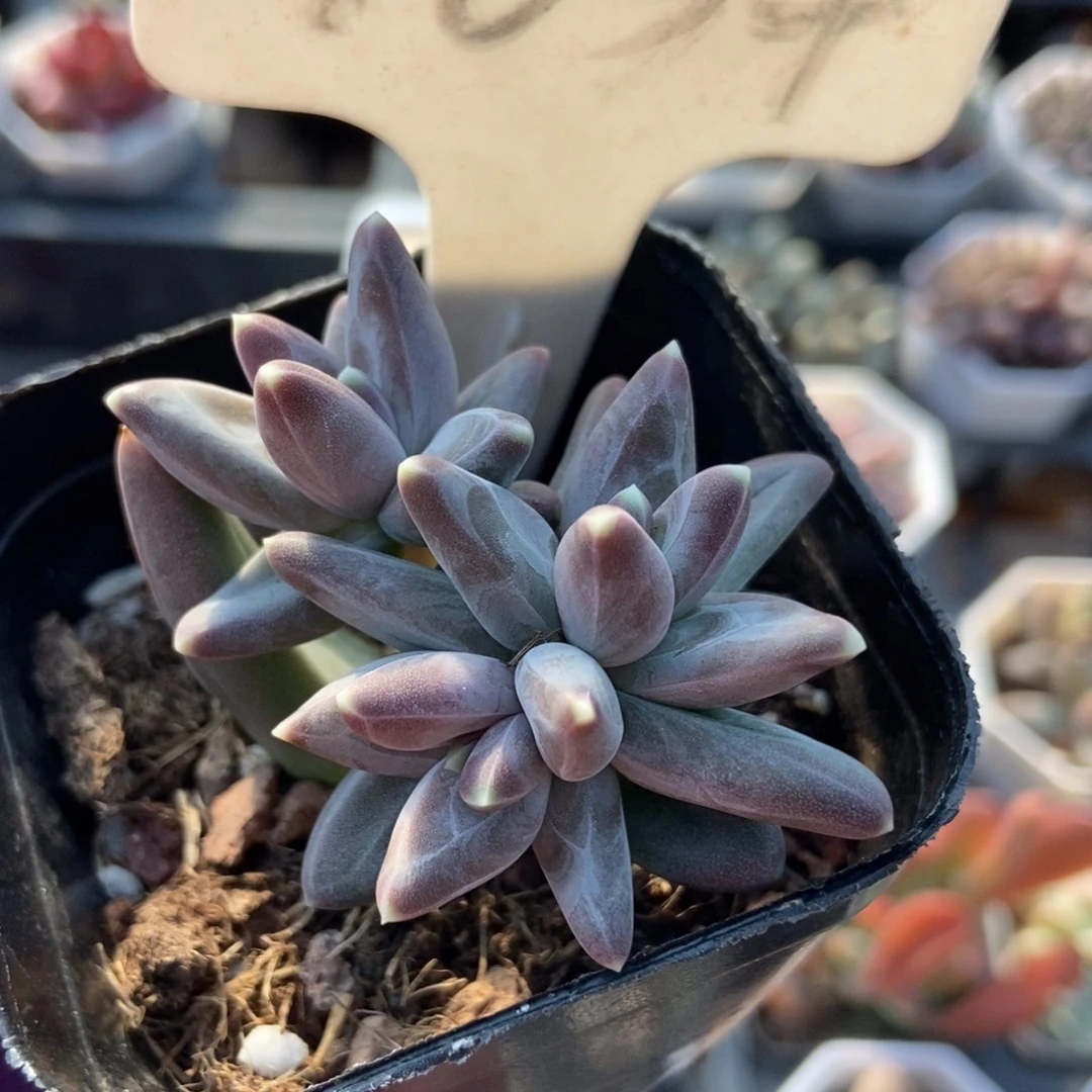 1034三色美人多肉植物