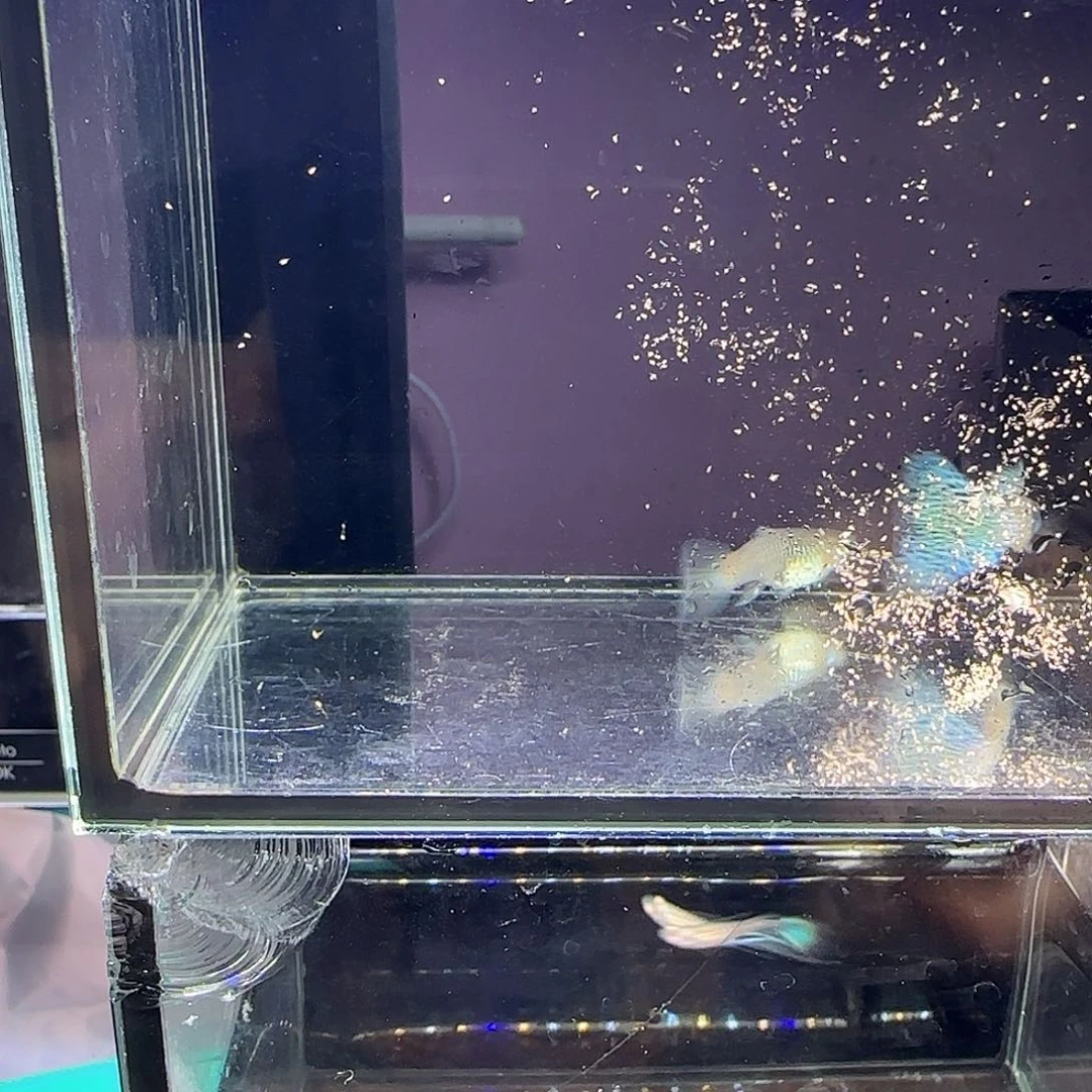 孔雀鱼金属蓝蕾丝一对