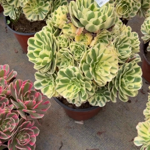 明***好042迈巴赫手捧多肉，