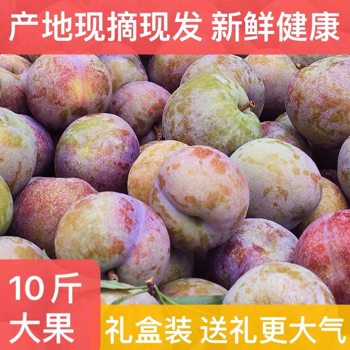 广东韶关始兴金漫园农场新鲜三华李果园现摘蜜香红心李子可口脆甜