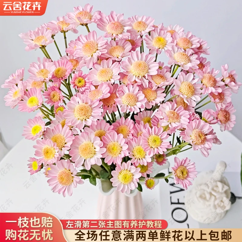 【云舍花卉】【粉太阳】小菊 全场任意满两单及以上鲜花包邮发货
