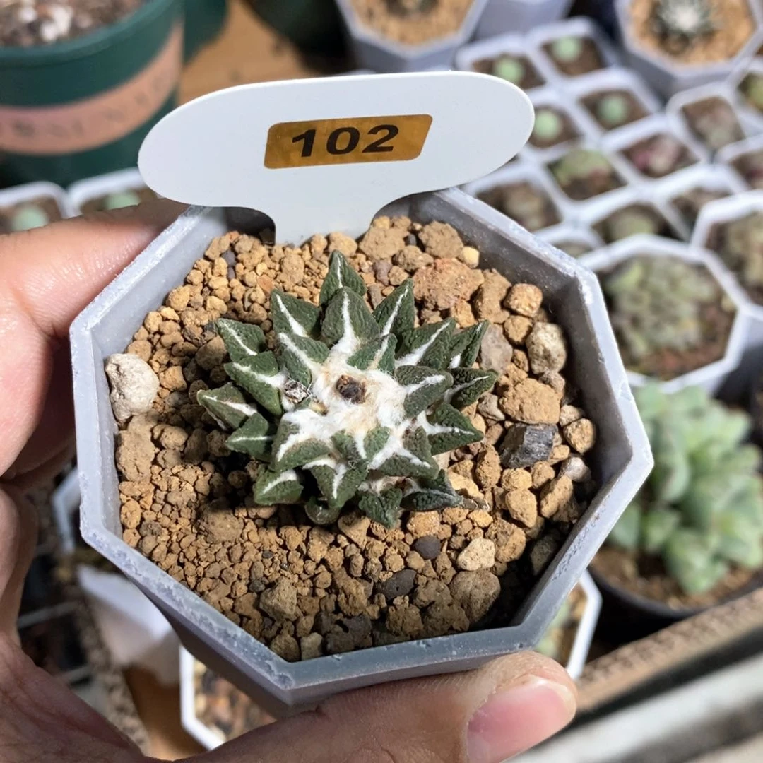 黑牡丹多肉植物一个