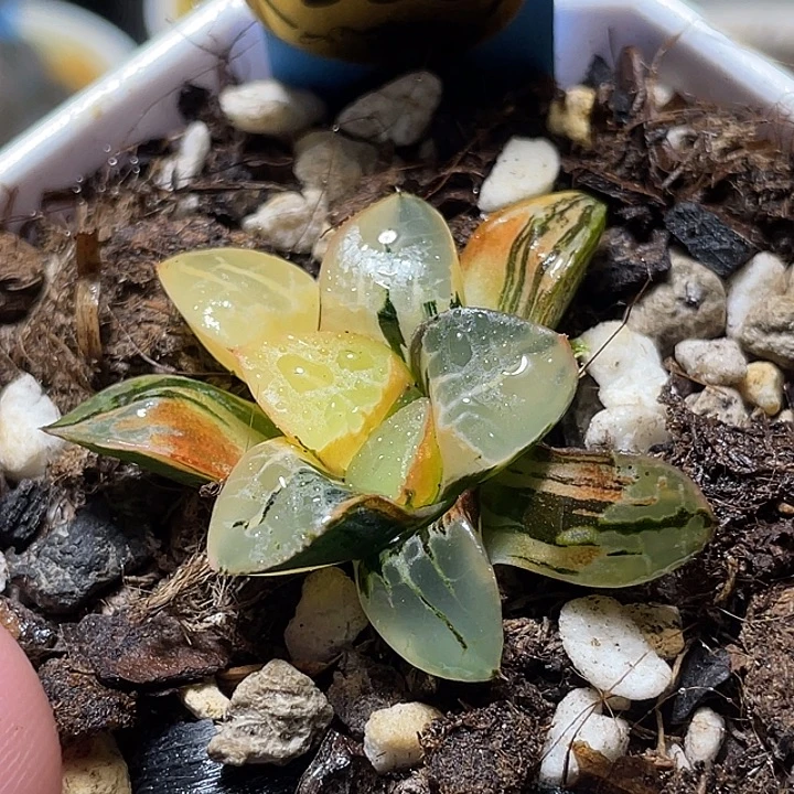 533火凤凰克锦福利