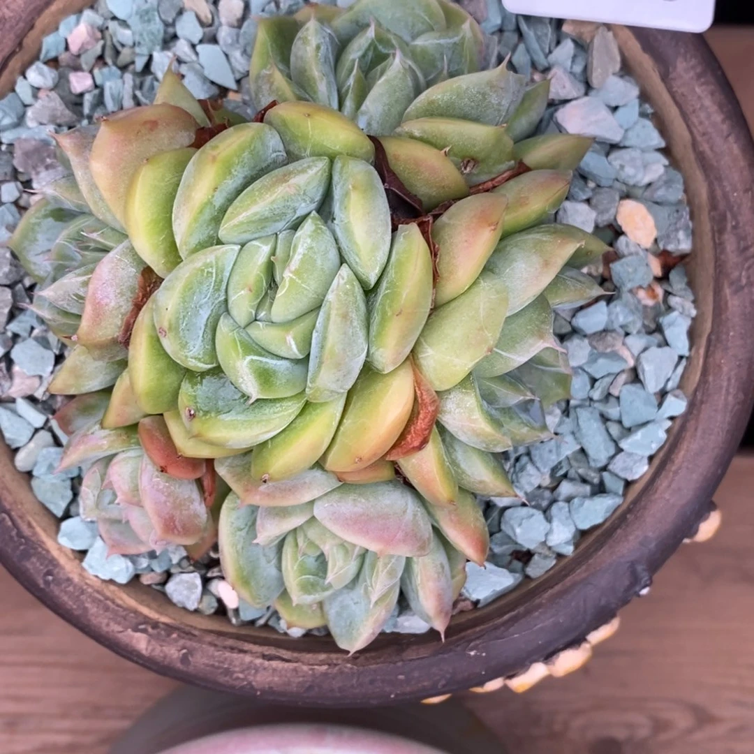 724023多肉多头手捧多肉