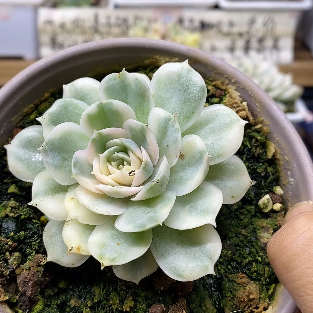 26186 昂斯诺锦多肉