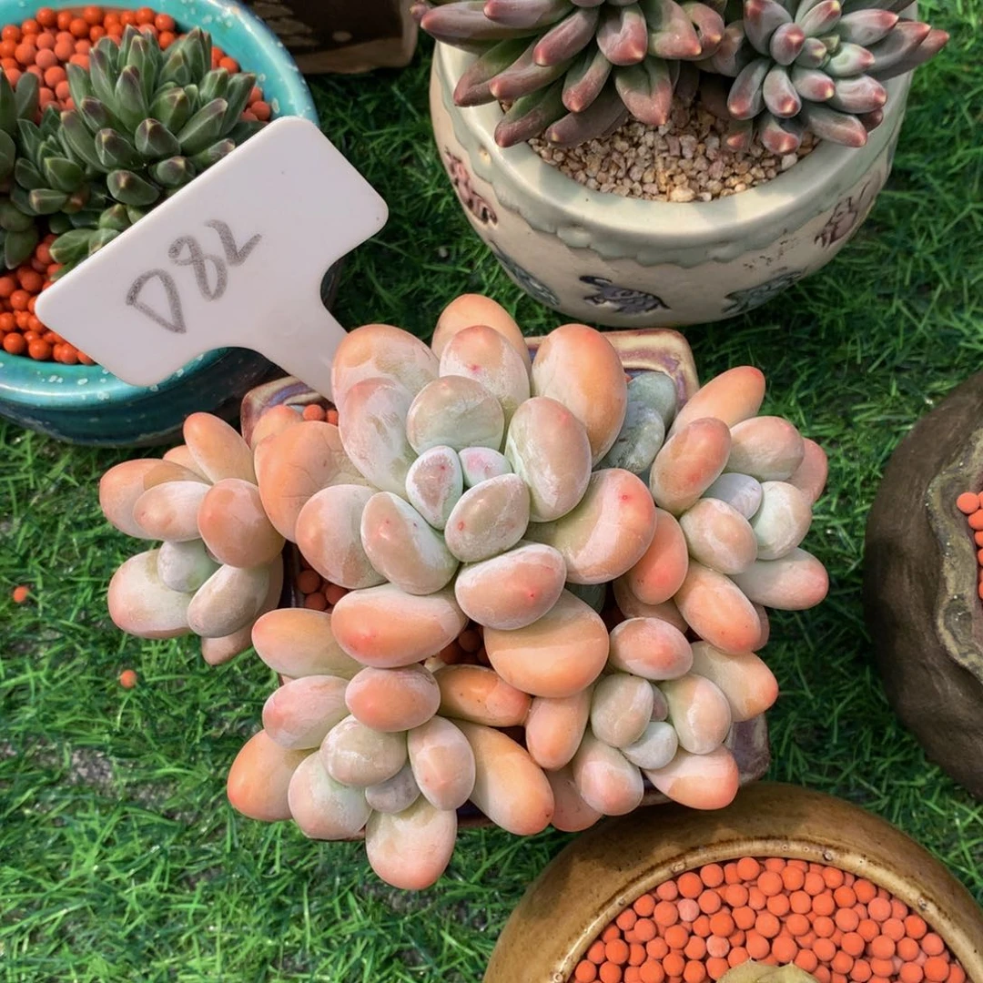 ****ぷ多肉植物7373737373