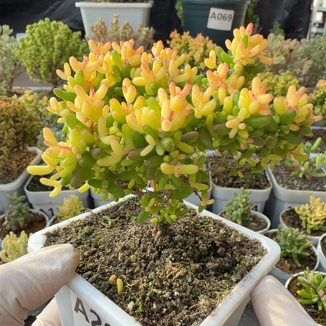 A202糖球3号锦一物一拍