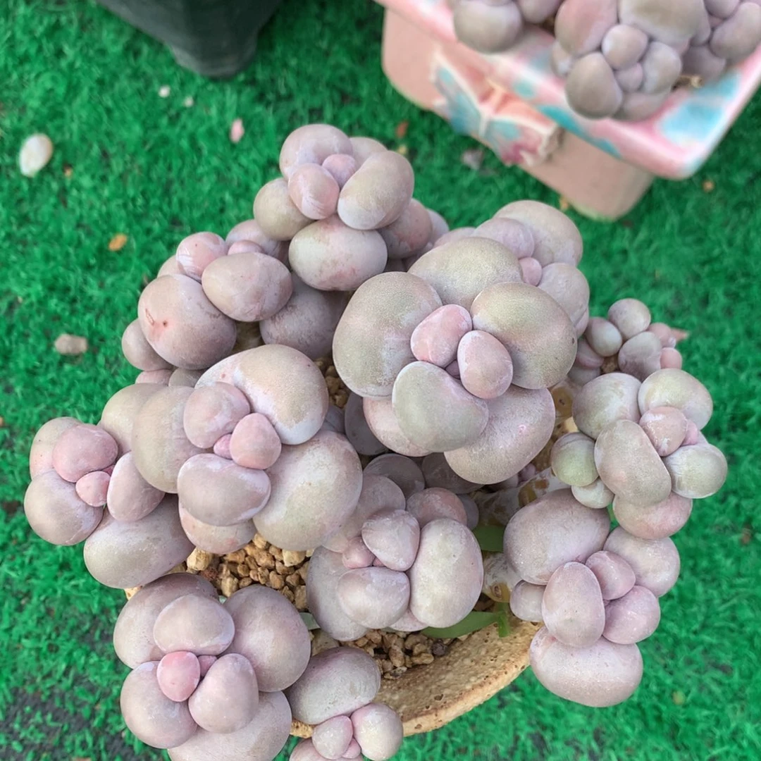 烟美人2颗拼带盆带土