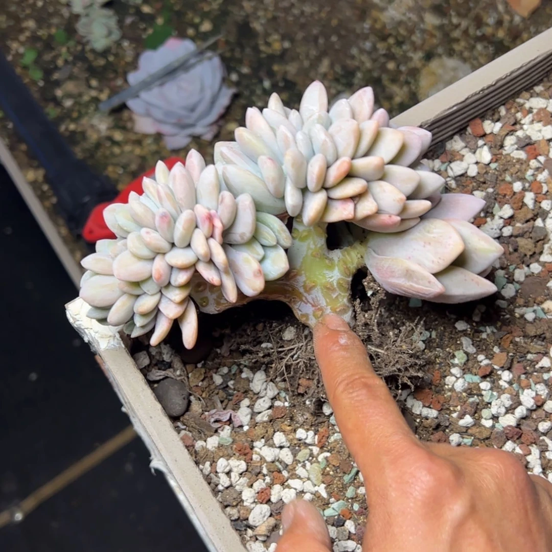 【闪购商品】I瑕疵粉兔缀多肉29.8