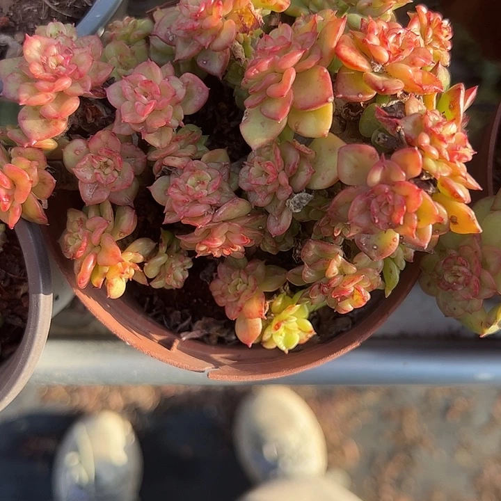 老桩蜡牡丹多肉植物