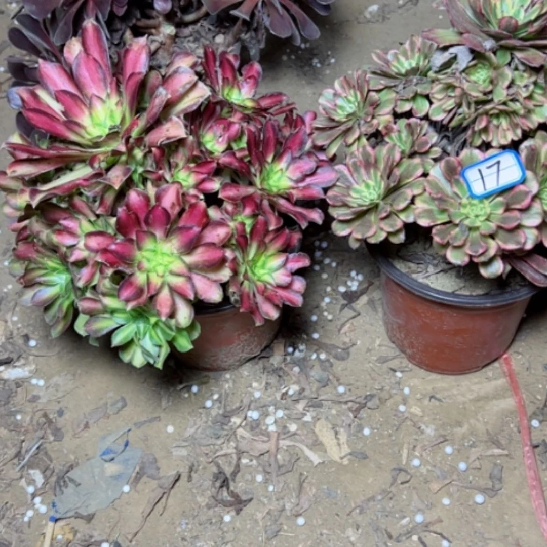 【闪购商品】豆*✌月蝉17