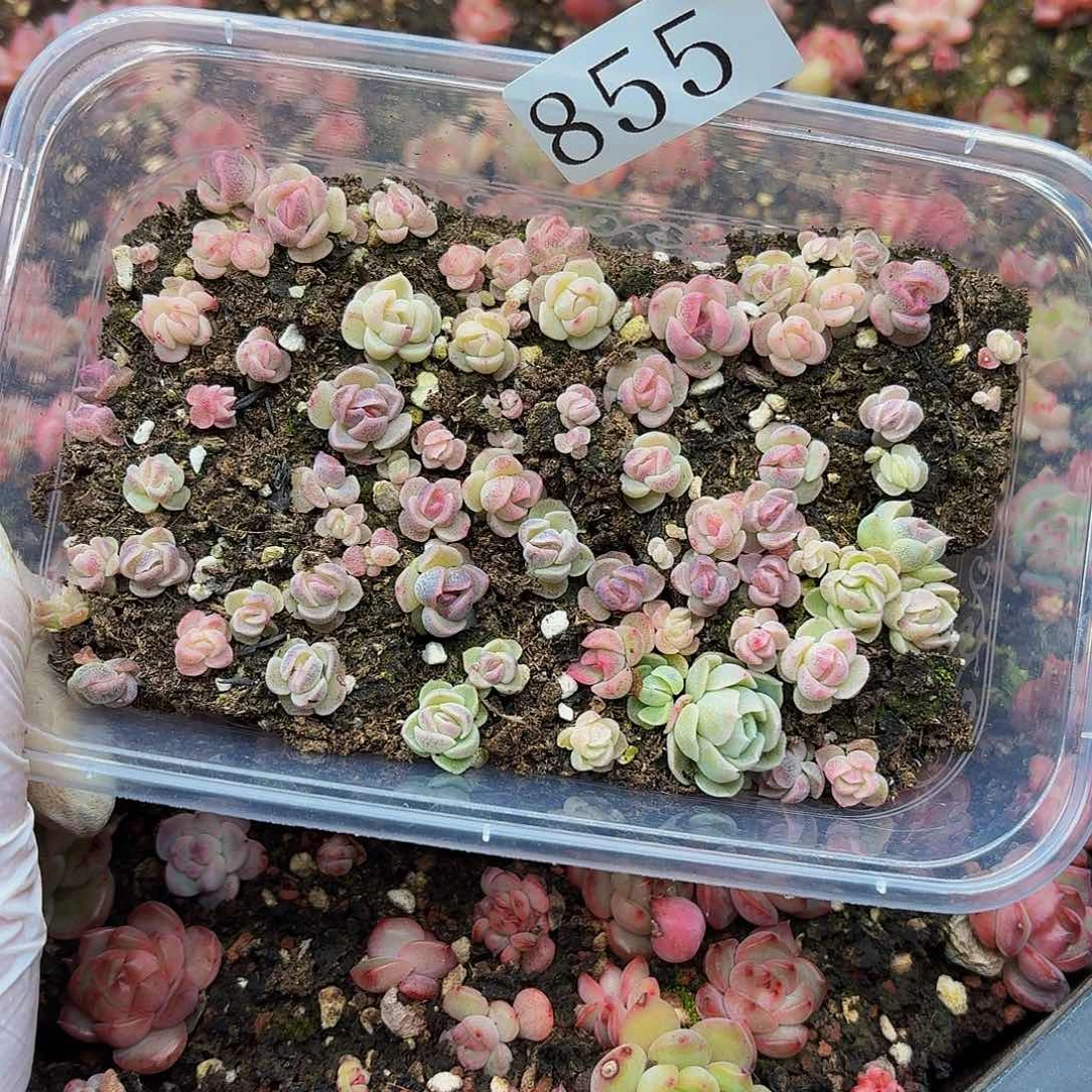 多肉植物多肉植物855