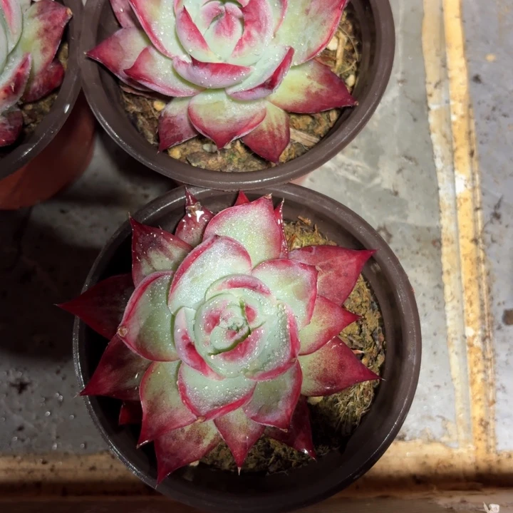 ✿***✿21号2颗小惊鸿仙子