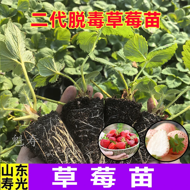 【脱毒草莓新苗】带土四季盆栽室内奶油草莓秧家庭阳台食用结果