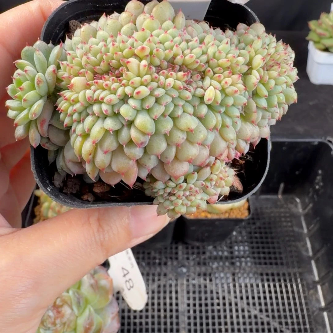 白胖子缀化一颗49号